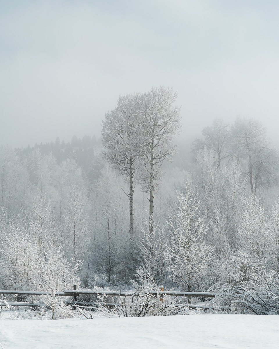 unspokenvisuals's tweet photo. After a fresh blanket of snow falls, these aspens stand tall together revealing their beauty
-
https://t.co/3E07uAoRf0
-
#unspokenvisuals #wyoming #exploremore #neverstopexploring #wander #roamtheplanet #awakethesoul #stayandwander #theoutbound #wanderlust #wildernessculture https://t.co/W6PUoD4PBf