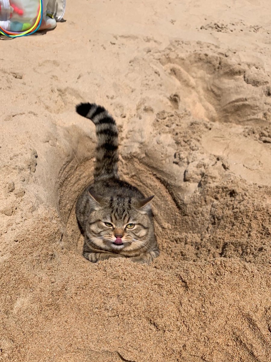 The wind blowing by the sea fills the night sky.
