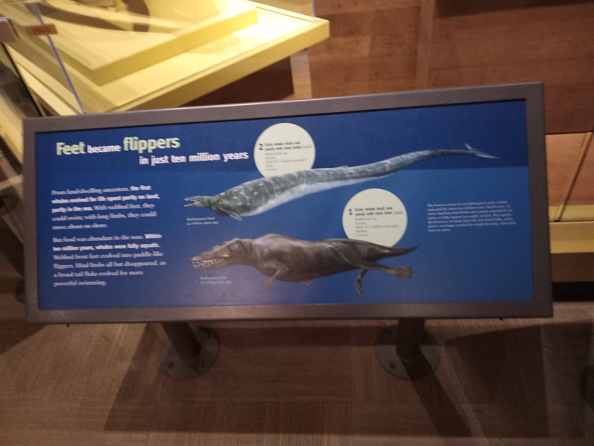 Is it too late for #AncientWhaleWeek? Because @FieldMuseum has got some