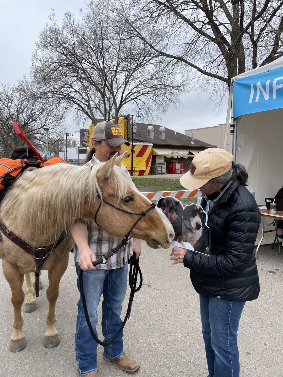 sheppolly's tweet photo. Dogs couldn’t go to @Animal_HumaneMN #walkforanimals today because of canine influenza, but 2 horses were there! Here’s Jinx who was really fascinated with Slim and Jozie’s photo https://t.co/qon6gyvoW6