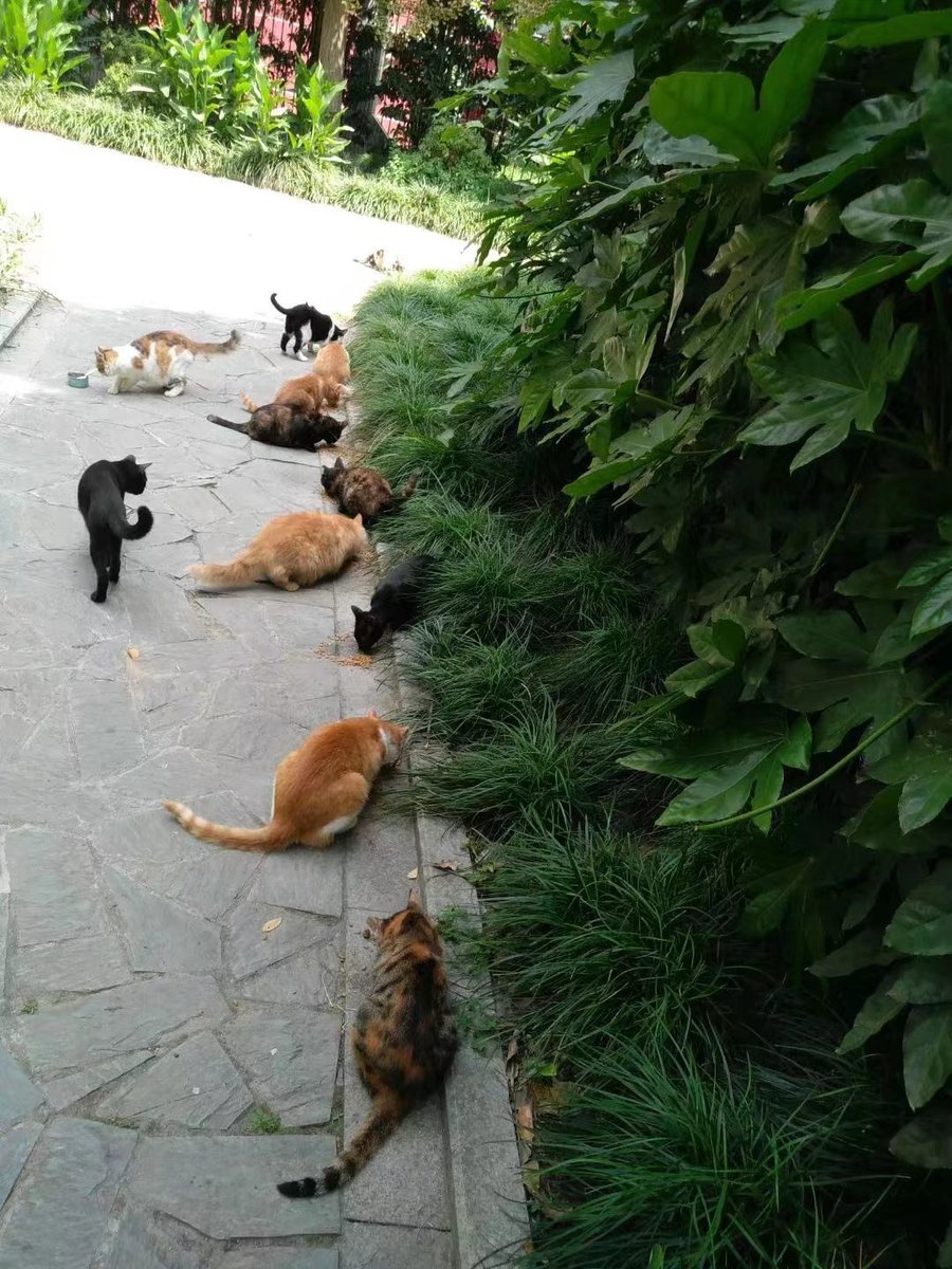 Feed stray cats. I hope that all stray animals can eat and drink and be treated kindly.
