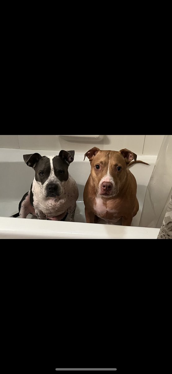 Duce_It006's tweet photo. @shannonsharpeee Dogs are better ….. https://t.co/ZjV1NU3nYe
