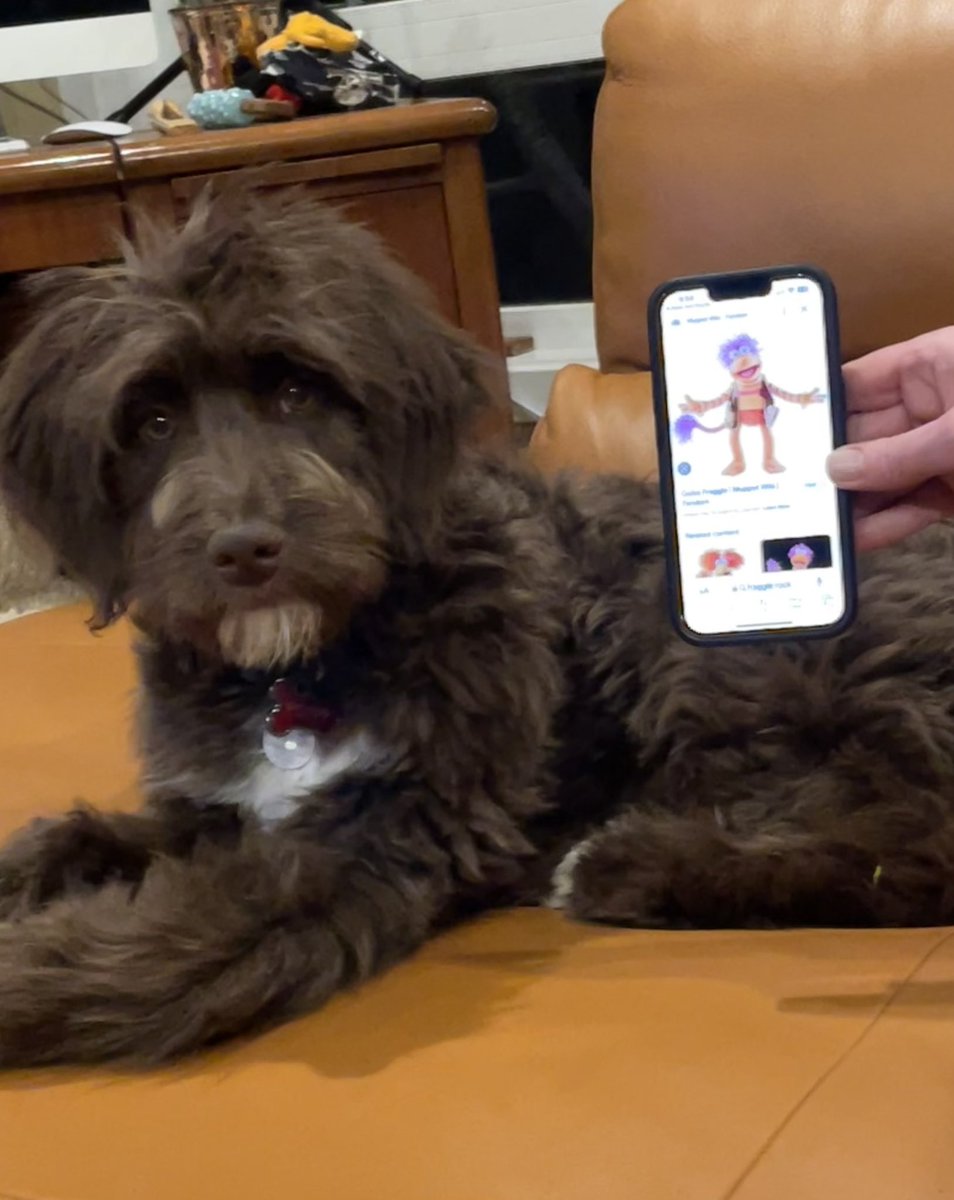 #yeg #missingdog Sharing again. Our dog Poppy was hit by a bike in Hermitage. She ran away. This was at 1:30 pm. Please share, especially if you know someone in that area.