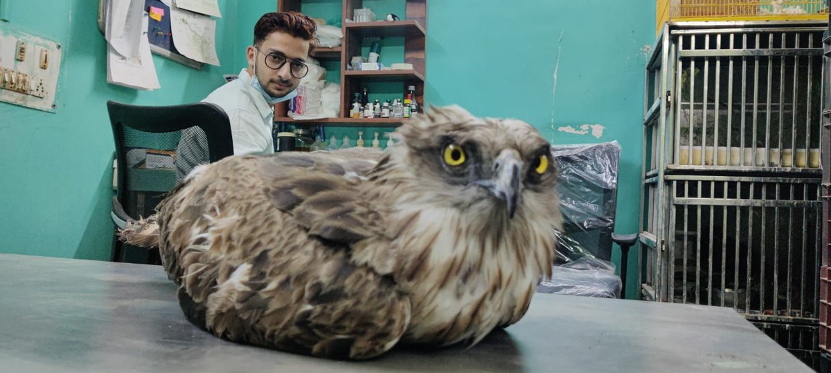 Newest intake at #WildlifeRescueIndia - a Short-toed Snake Eagle 🦅 

#AllThatBreathes #WildlifeRescue #BirdRescue #BirdRehab #NatureConservation #BirdsOfPrey #RaptorRescue