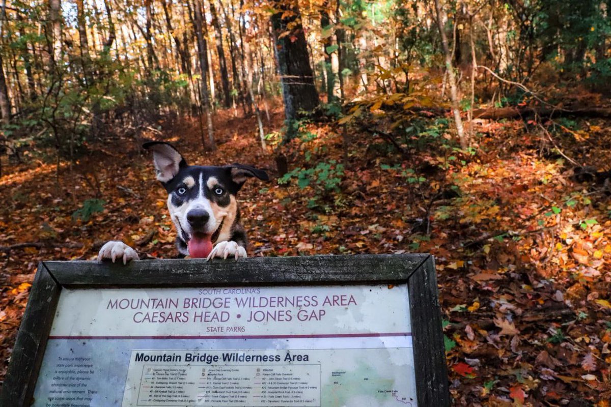 Lilith2435's tweet photo. "π³πππ π’ ππππ πππ πππππ ππ΅πΌπΉπ²." πΎ
#internationaldogday #nationaldogday
#828isgreat #explorecarolina #ashevilletrails #discover_carolinas #roamnc #romanticasheville #Iiveyouradventure
#ournaturedays #forceofnature #Morrow mountain state park #North carolina https://t.co/XV90XYo69Y