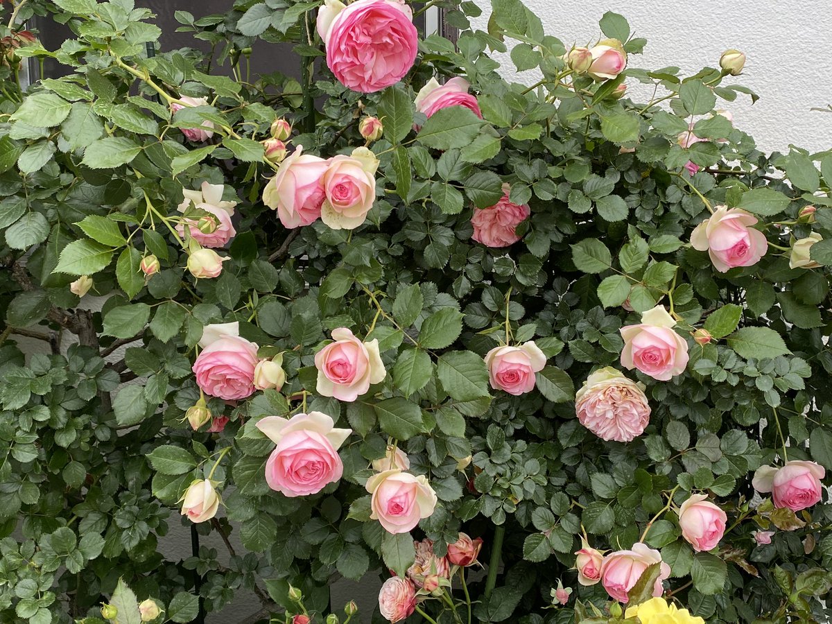 ブリエッタローズ tweet media