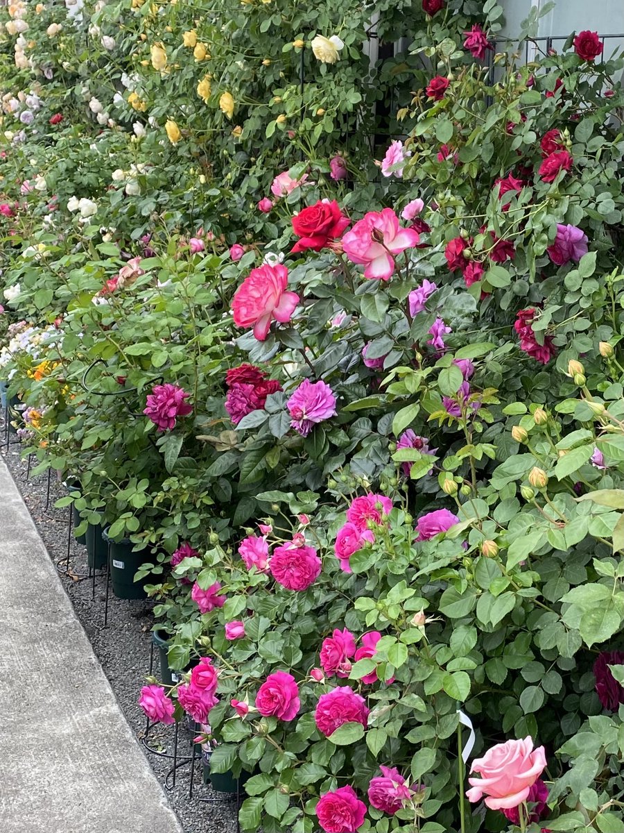 ブリエッタローズ tweet media