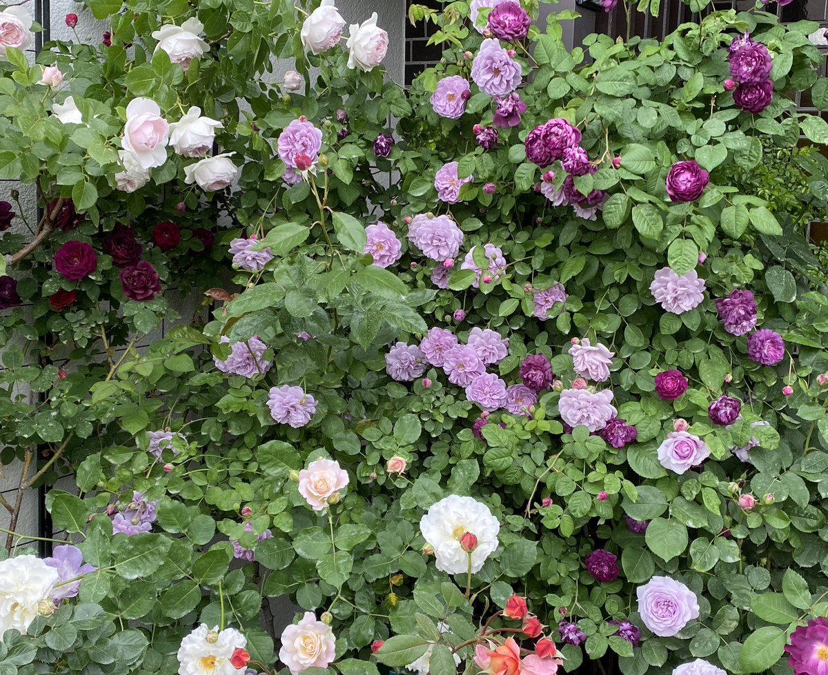 ブリエッタローズ tweet media