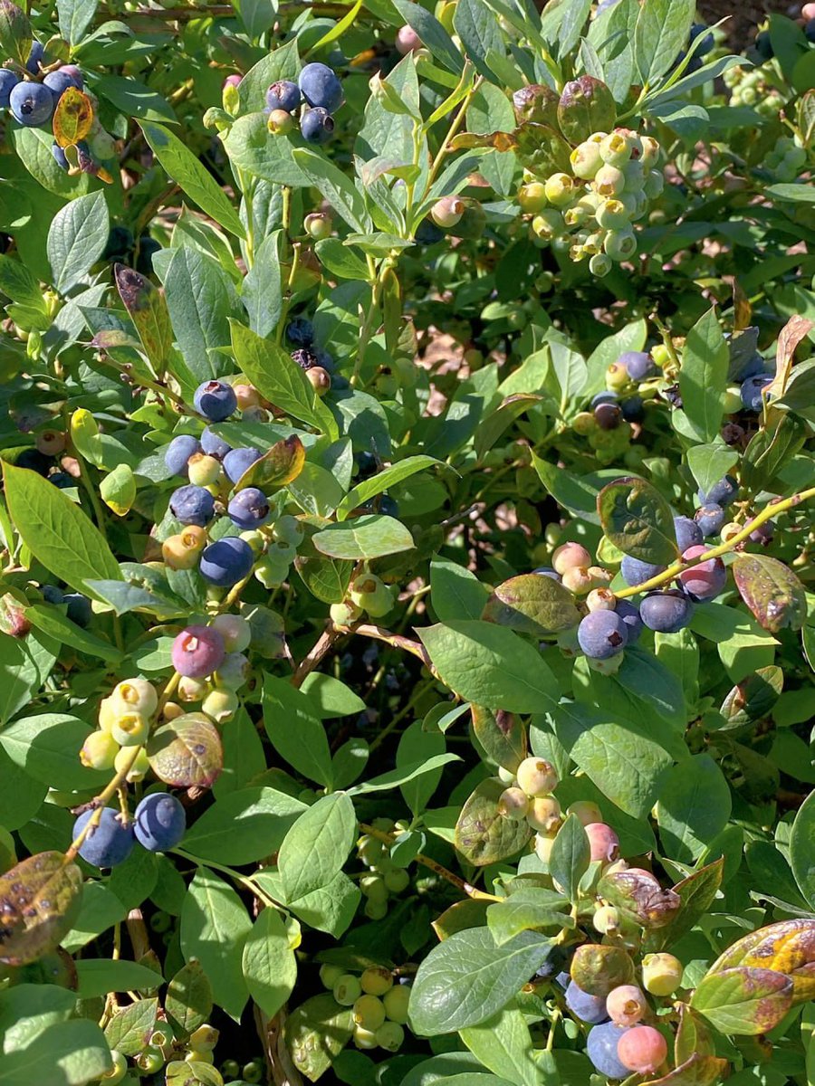 yy88_HH's tweet photo. Today is full of harvest #Blueberries https://t.co/TVOK8Jcxu7