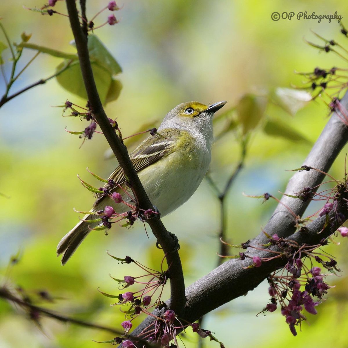 opie233's tweet image. After many years of trying to get a photo of the white-eyed vireo, I finally got one. Thanks in part to @BirdCentralPark. #whiteeyedvireo #centralpark #springmigration #NaturePhotograhpy