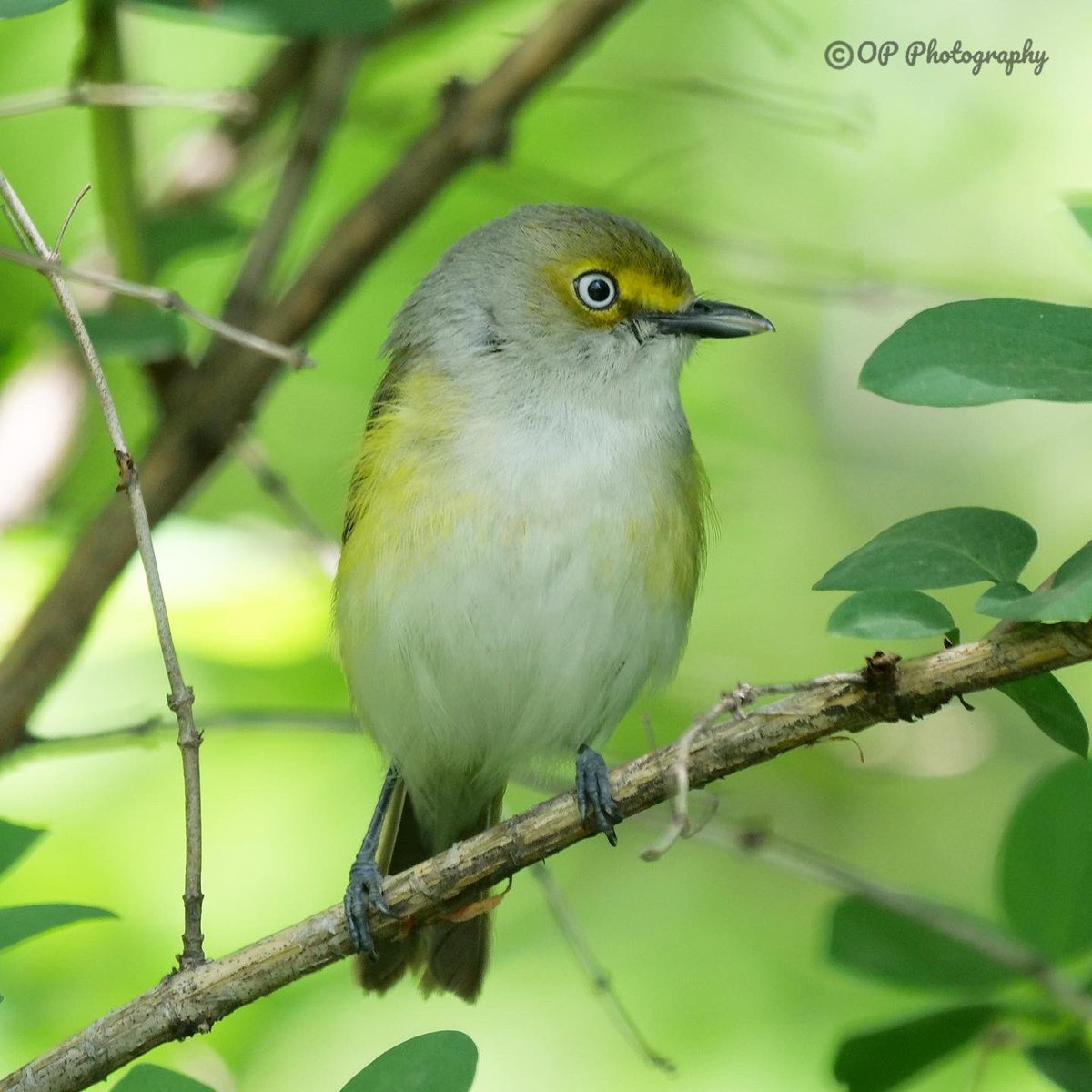 opie233's tweet image. After many years of trying to get a photo of the white-eyed vireo, I finally got one. Thanks in part to @BirdCentralPark. #whiteeyedvireo #centralpark #springmigration #NaturePhotograhpy