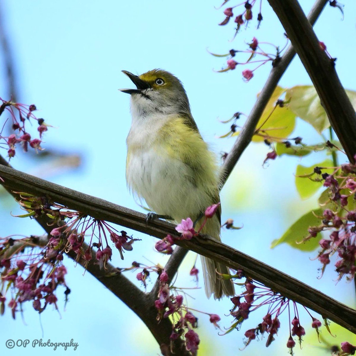 opie233's tweet image. After many years of trying to get a photo of the white-eyed vireo, I finally got one. Thanks in part to @BirdCentralPark. #whiteeyedvireo #centralpark #springmigration #NaturePhotograhpy