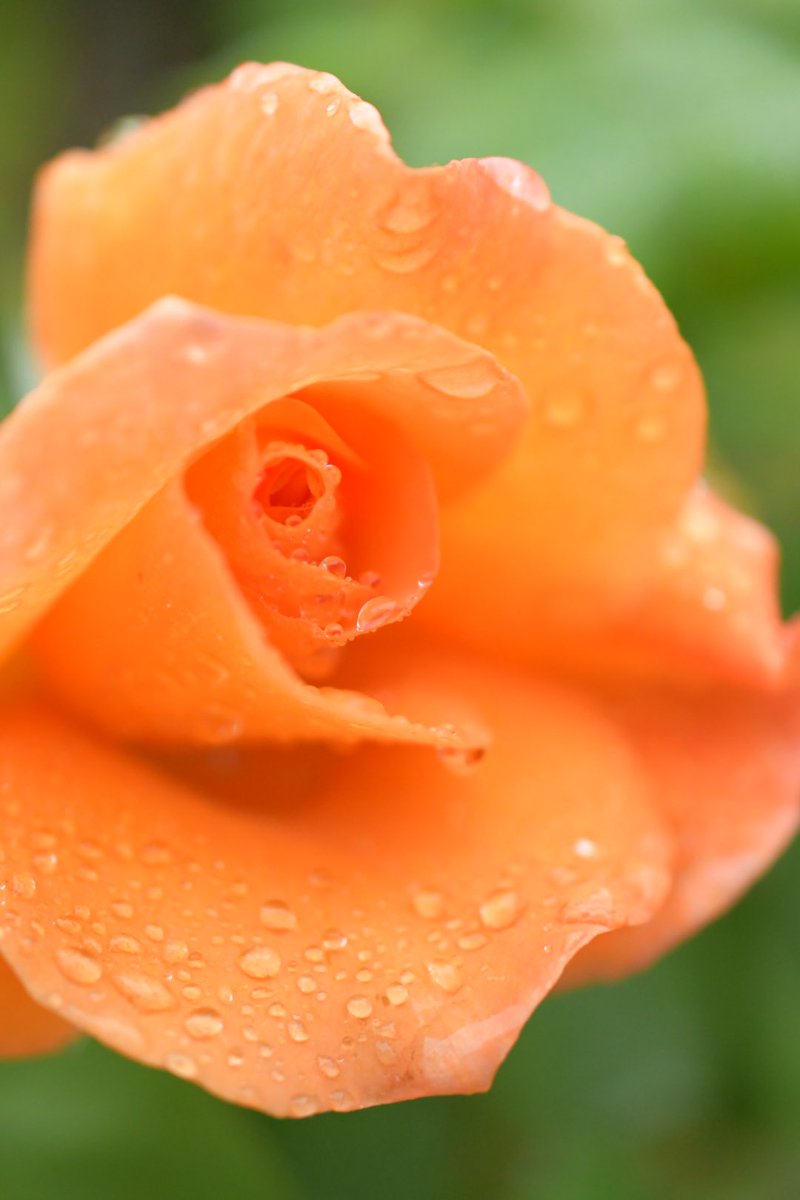 雨は好きじゃないけど
雨粒は好き♡