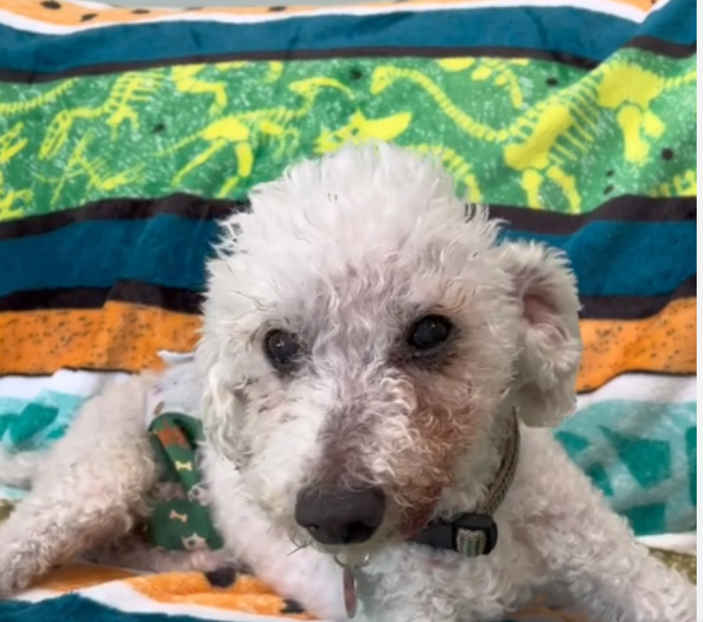 RobRobbEdwards's tweet photo. 22-year-old poodle ‘Cooper’ whose owner died hoping to find someone to love again
As we treasure the “golden years” with our beloved four-legged  companions, life, as they know it, becomes so much more confusing when  their humans unexpectedly pass away, leaving them behind with no  familiar family members to help ease them through their loneliness,  confusion and pain

https://t.co/zdMPNl40Eh