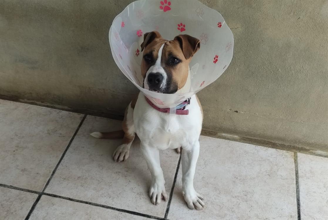 Obligatoire depuis le 01/10/2022, il vous faudra présenter le certificat d’engagement et de connaissance daté d’au moins 7 jours avant l’adoption : la-spa.fr/adopter/sinfor…... En savoir plus : la-spa.fr/app/animal/don… #LaVieQuilsMéritent