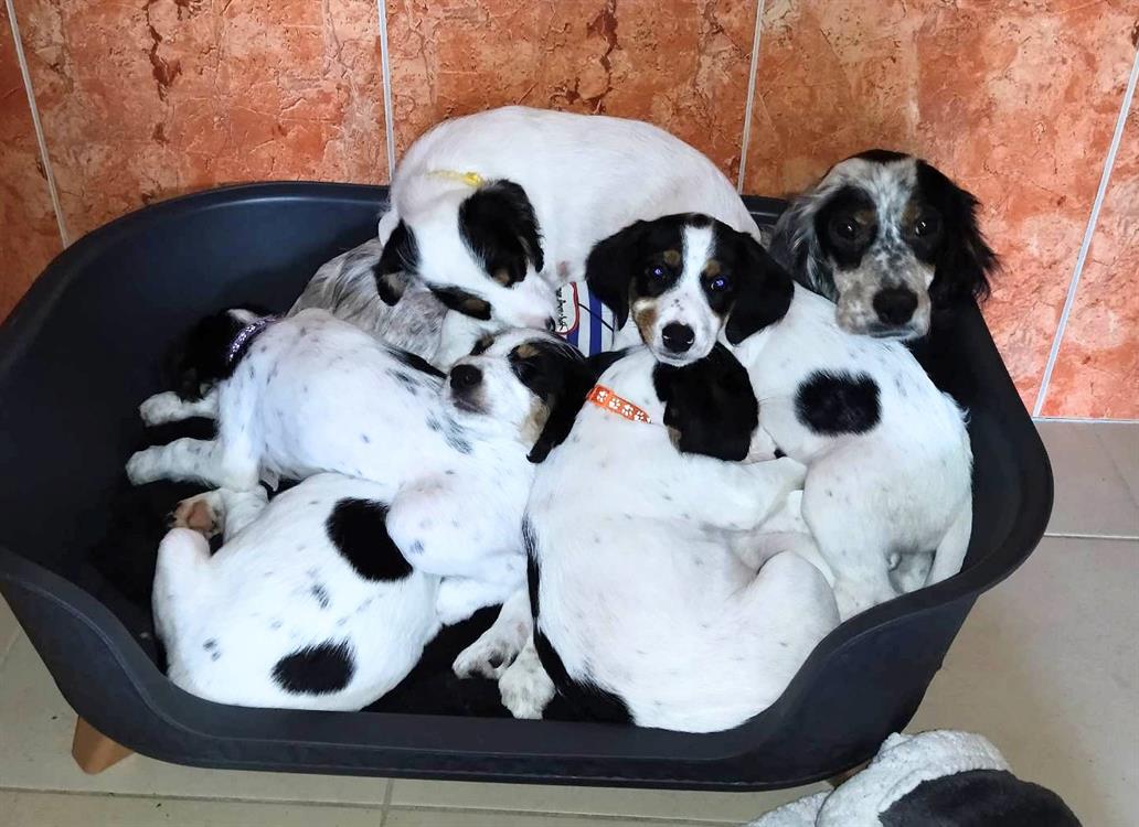 Nés en fourrière, ces 7 chiots croisés setter ont été sevrés auprès de maman bien au chaud dans une famille relais. Maintenant arrivés à l'âge de trouver leur famille, nous vous attendons, vous qui êtes respons... En savoir plus : la-spa.fr/app/animal/myo… #LaVieQuilsMéritent