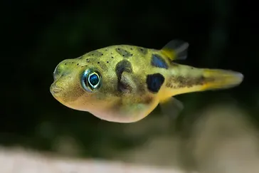 Hhebert29's tweet photo. @MarineShitposts Pea Puffers and Whale Sharks because they always look so happy.
:) and :D https://t.co/OqDiyTIrQ2