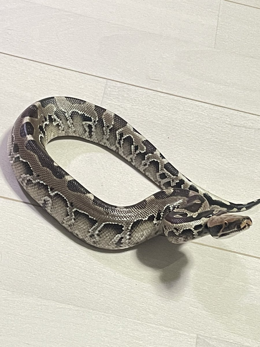 RepBebe's tweet image. 近畿レプタイルズマーケット準備完了しました！
残念な空模様ですがご来場の程お待ちしております！
※生体の写真は過去の写真です。