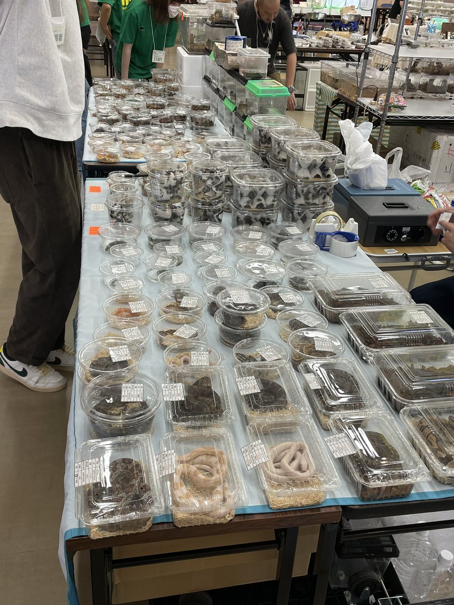 RepBebe's tweet image. 近畿レプタイルズマーケット準備完了しました！
残念な空模様ですがご来場の程お待ちしております！
※生体の写真は過去の写真です。