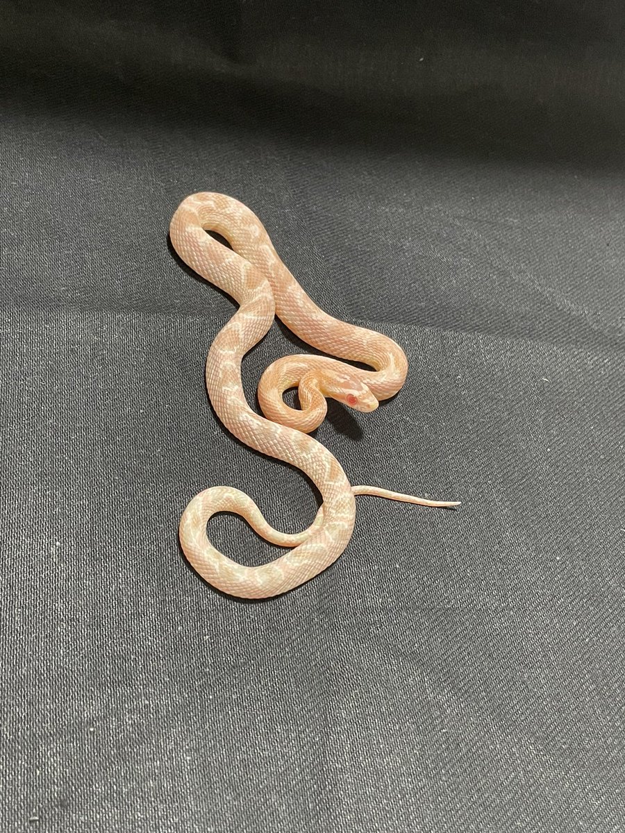 RepBebe's tweet image. 近畿レプタイルズマーケット準備完了しました！
残念な空模様ですがご来場の程お待ちしております！
※生体の写真は過去の写真です。