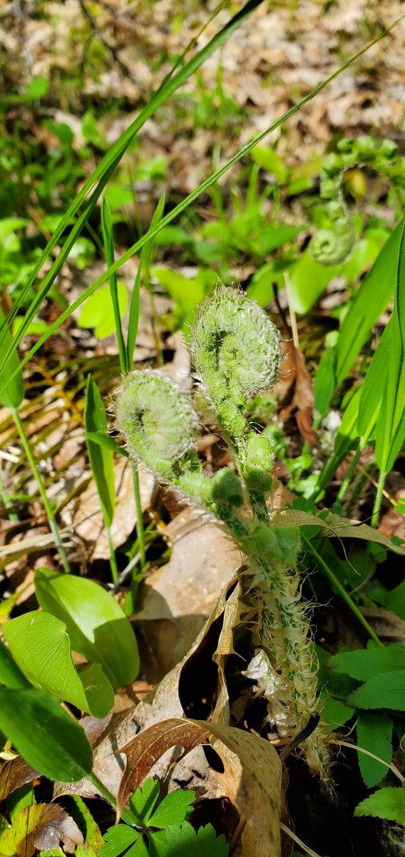 thuottes's tweet photo. Why are these so cute?
🌿🌱 https://t.co/QUGtAtEhZg