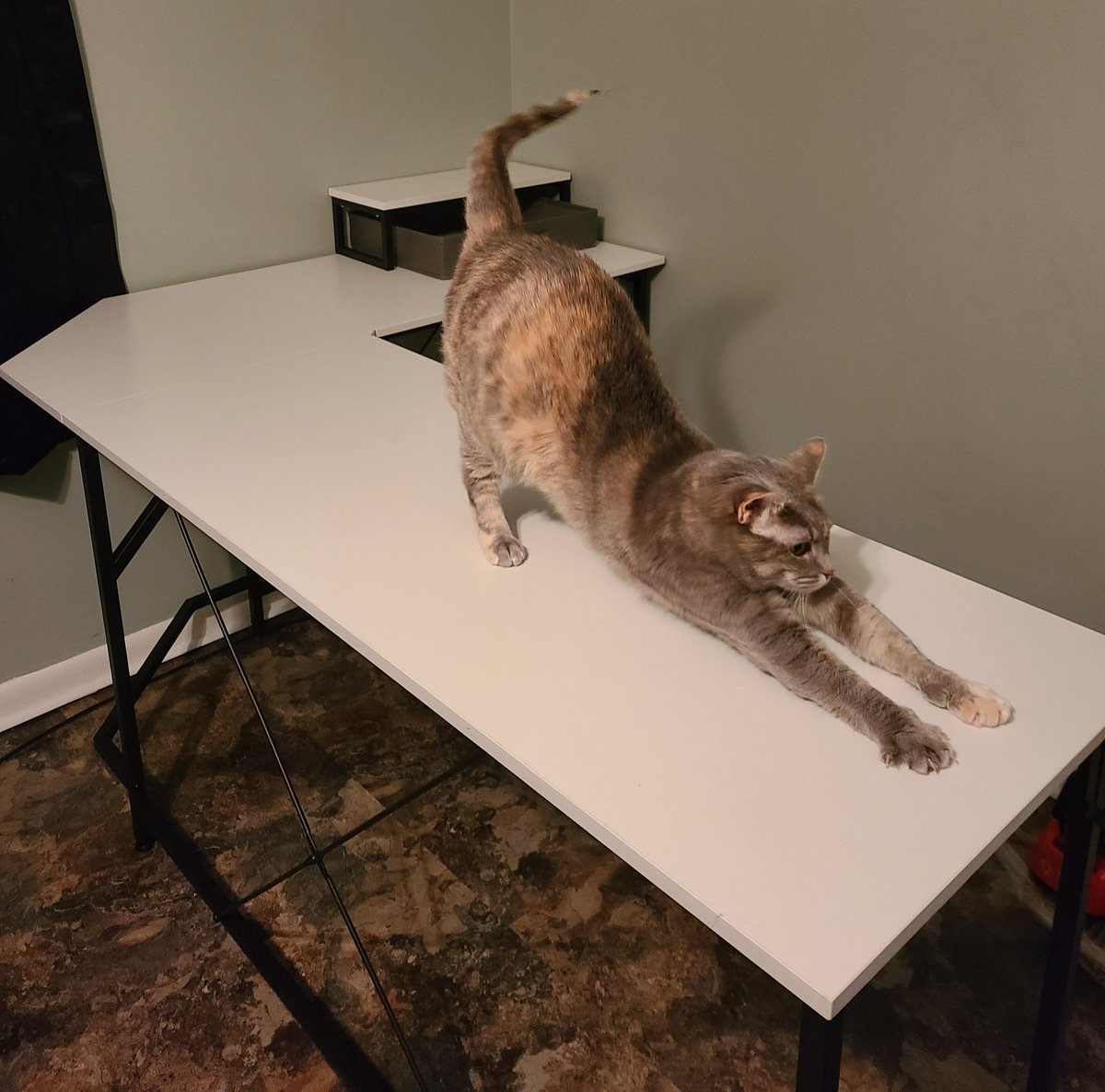 shoniaofthedead's tweet photo. We finally finished the desk! Now, to pile all the cords on top of it and hope everything is set up for stream on Monday. 
#WeLoveRuby https://t.co/dABIPJxIan