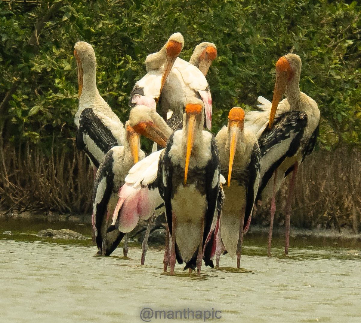 what do you call a group of Strock's ??? ( index😬😬😬😬😬😬) The khap deciding the next move....
#IndiAves #birdsaroundme #waytowild #birds #birdslover #birdsofindia #BirdTwitter #birdlovers
#natgeoindia #natgeowild