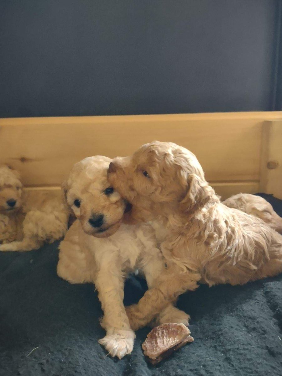 Aimsscholl's tweet photo. Mini Aussie Doodle Puppies for sale, Butler Pa message me for more details https://t.co/TCLyCxAhTa