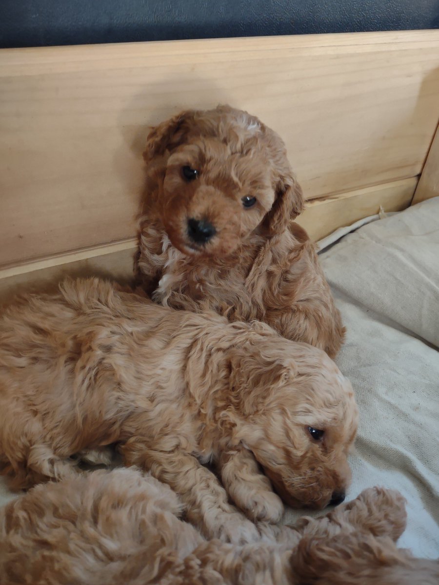 Aimsscholl's tweet photo. Mini Aussie Doodle Puppies for sale, Butler Pa message me for more details https://t.co/TCLyCxAhTa