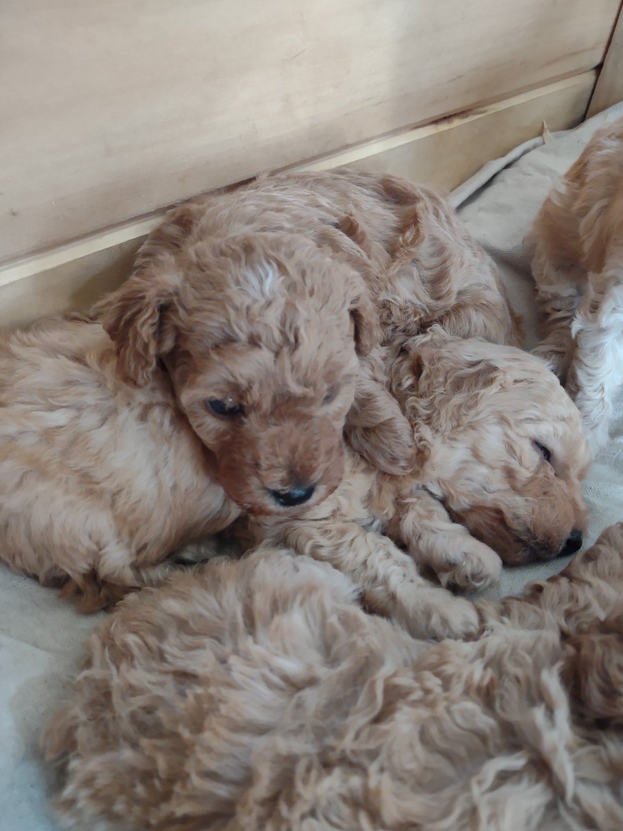 Aimsscholl's tweet photo. Mini Aussie Doodle Puppies for sale, Butler Pa message me for more details https://t.co/TCLyCxAhTa