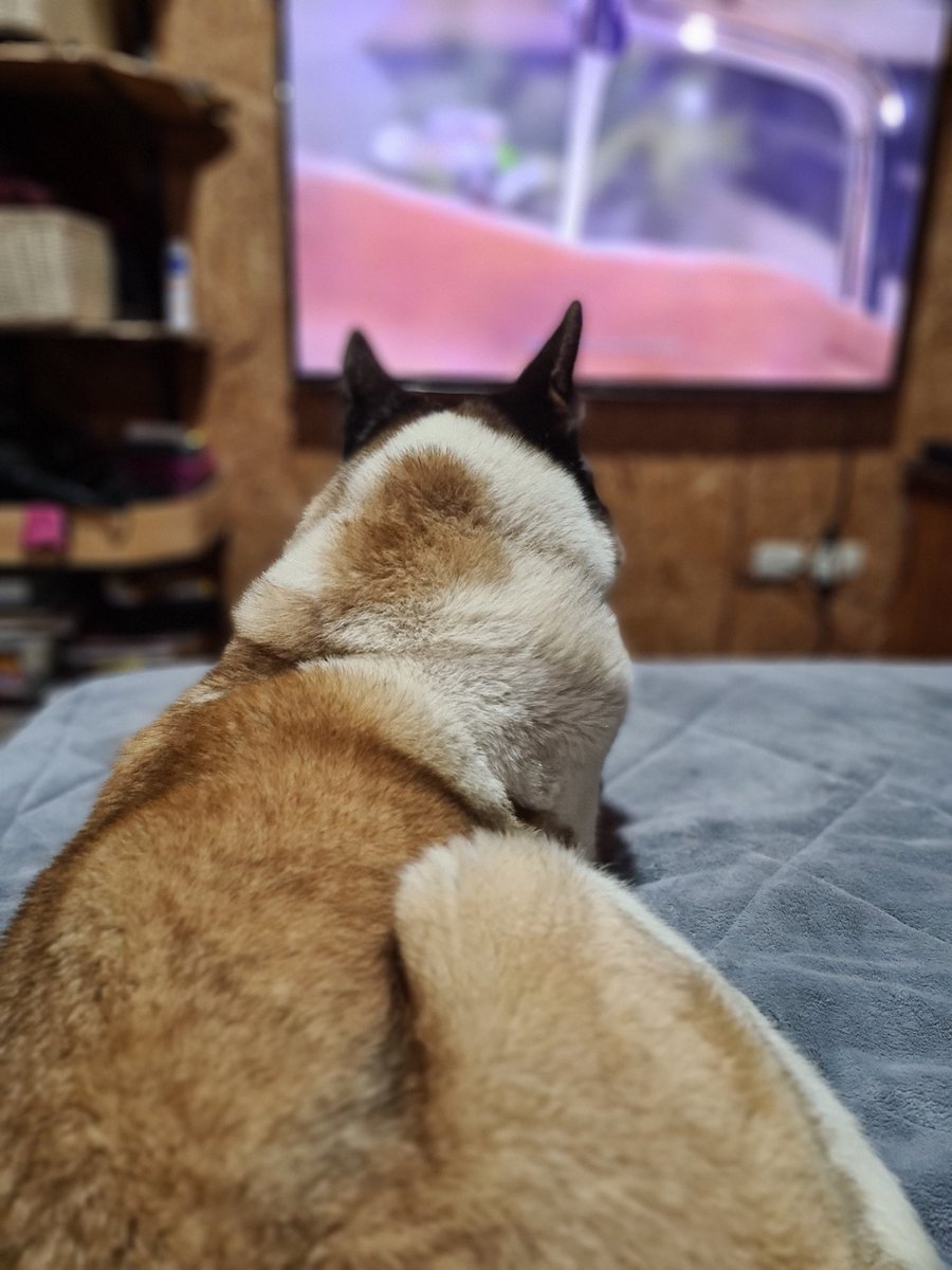 conyconstanza82's tweet photo. Y acá el otro mirando tele 😁 https://t.co/Qr43Wg66TA