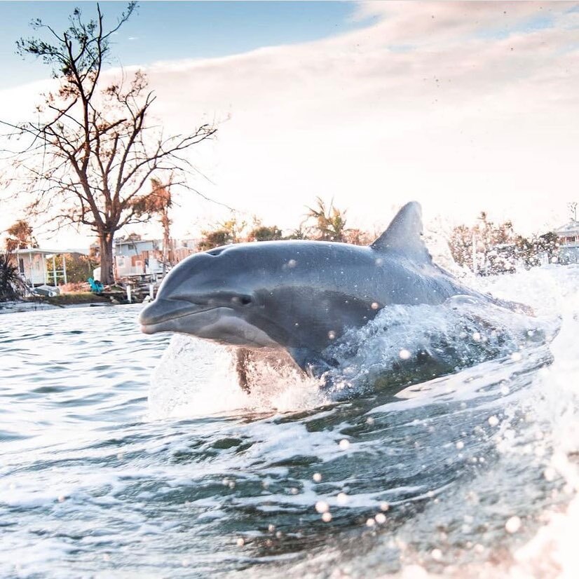 Up close and personal with the locals 🐬 at 📍 Little Gasparilla Island. Photo by @jayneegrace_photography 

Join us in exploring Florida and tag your photos with #floridaexplored
.
#florida_greatshots #roamflorida #ftmyersflorida #exploreflorida #flor… instagr.am/p/Cr7GwbHMGOB/
