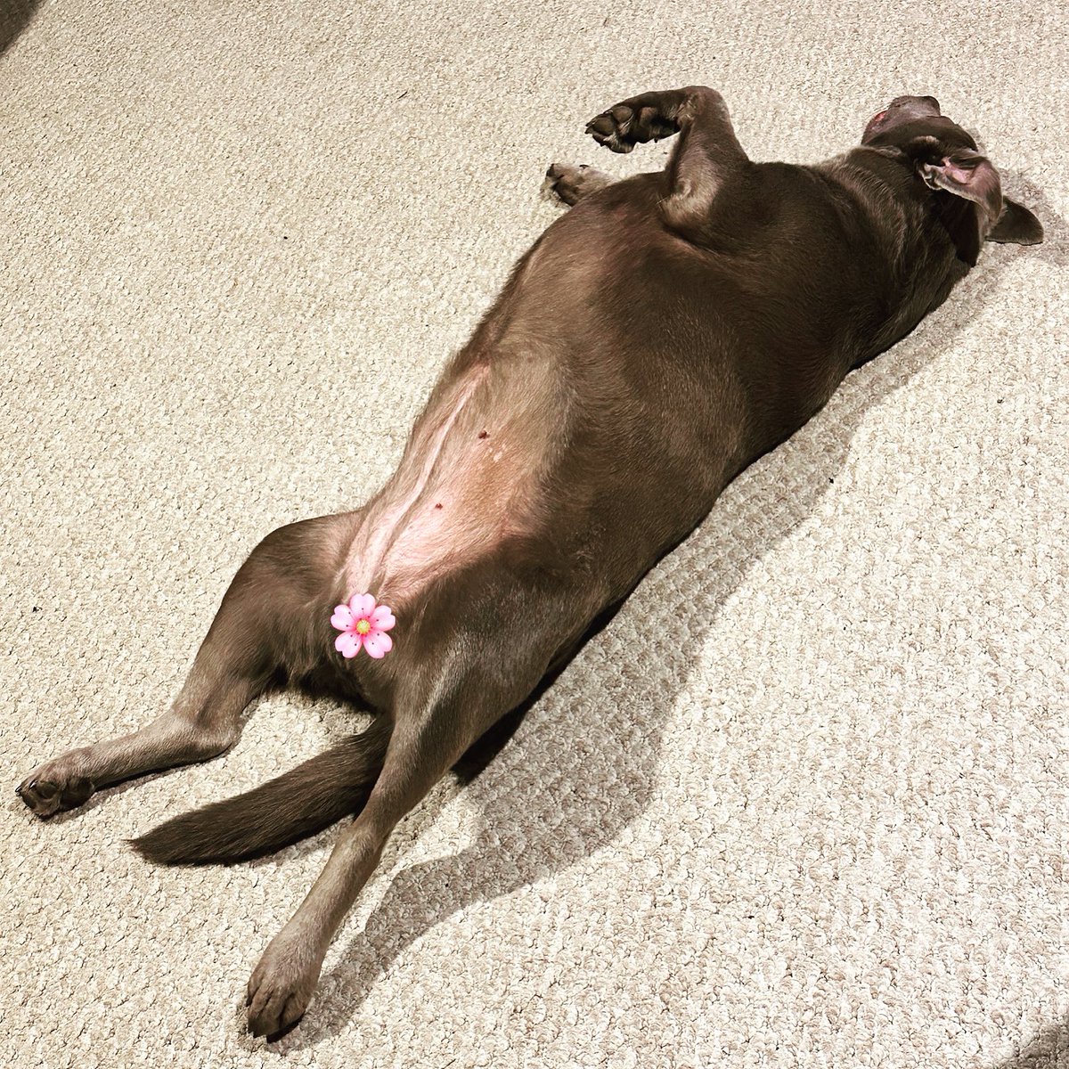 CarolAbneyTN's tweet image. #CurrentStatus