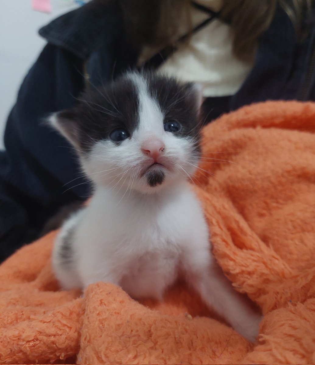meninadaviola's tweet photo. ADOÇÃO GATO SP

esse neném tá disponível pra adoção responsável em São Paulo/ABC.

ele é super independente e carinhoso 💜

tem 35 dias. vamos entregar com 60, já vacinado. https://t.co/jwu9BrUuxb