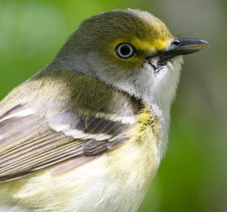 Alex Critelli tweet media