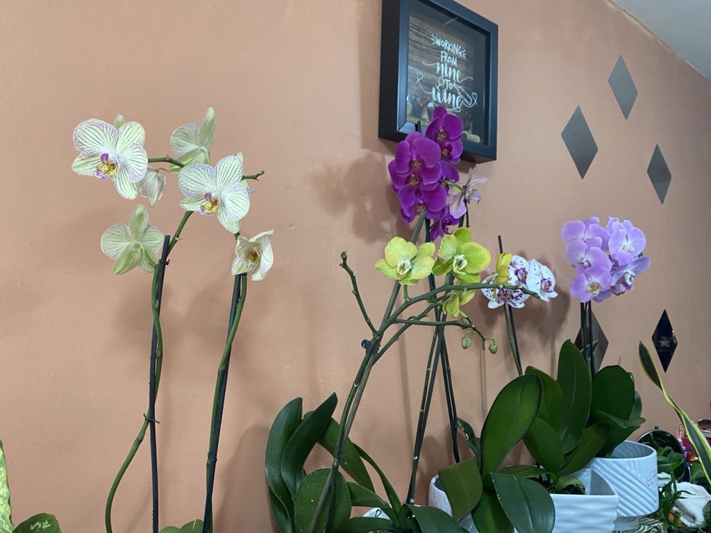 Hoy nos llegaron estas bellezas de #orquídeas de variedad y exposición 😍
Perfectas para ese regalo de #DíaDeLasMadres 
Regala amor y naturaleza que dura. Ubícanos y anímate antes de que salgan volando 😉
#LaPlantería #EnLaDelValle #orquids #flowers #MothersDay