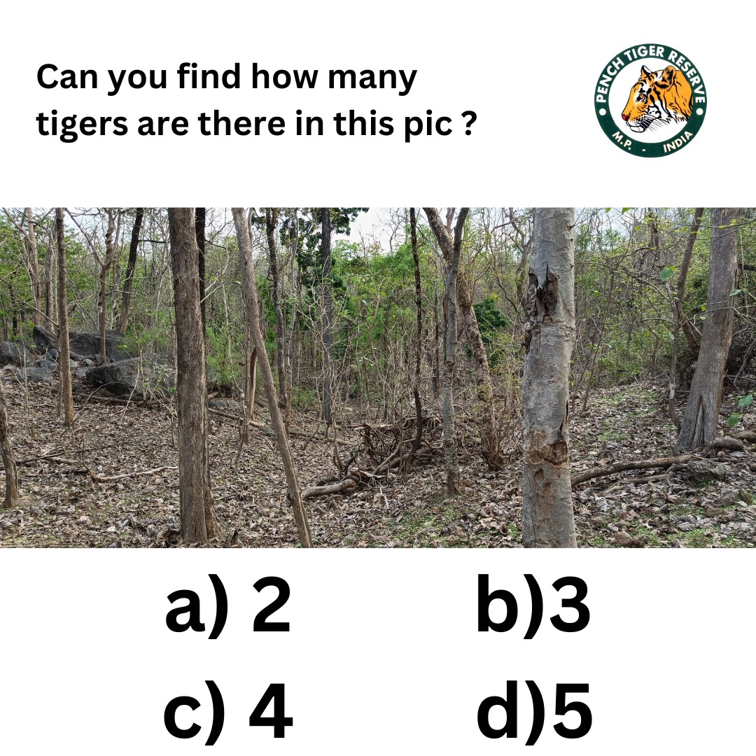 How many ?

#pench #penchtigerreserve #tiger