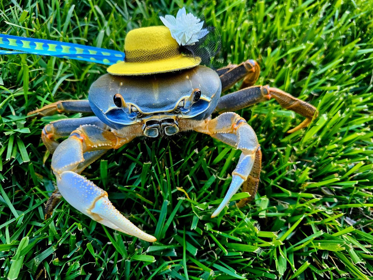 Hi Howie's Mom here. I guess we're doing Twitter too 😅