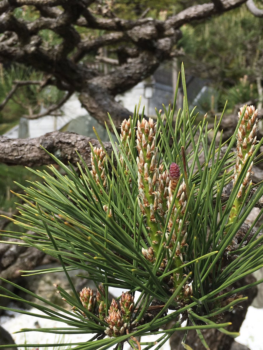 老松の花咲くばかり依然故我　句仏

#句仏 #俳句 #haiku #haïku #松 #pine #pin #花と森の本願寺 #東山浄苑東本願寺 #東山浄苑 #日本文化 #日本 #文化 #ジャポニスム #ジャポニスム振興会 #culturejaponaise #Japaneseculture #japon #japan #culture #japonisme #CercleÂmeduJapon #CercleAmeduJapon