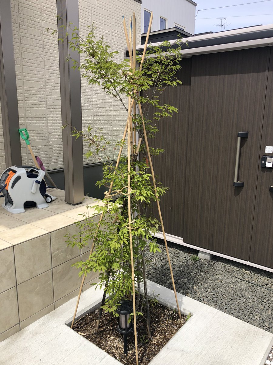 引き取り限定。4mの根上りアオダモ。 アオダモ株立ち4.0m ※アオダモNo