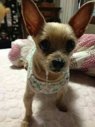 밤공 (@likekaitojoker) on Twitter photo 