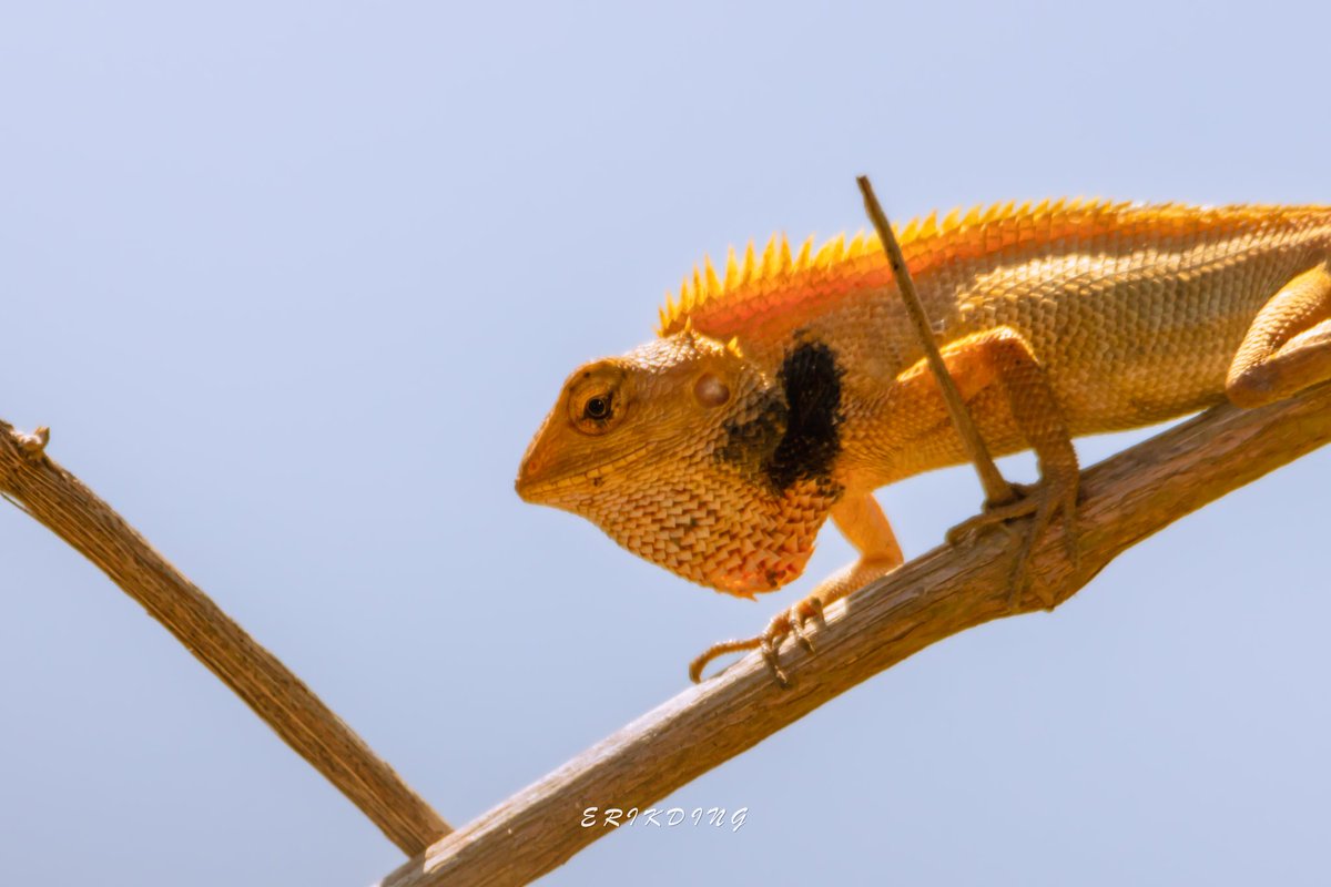 #gardenlizard
#lizard #reptile #reptiles #reptilesofinstagram #lizardsofinstagram #lizards  #reptilelover #nature #animals #animal #wildlife #beardeddragonsofinstagram #dragon #lizardlover #herpetology #beardie #bhfyp #smallanimal #widlifephotography #photography #photooftheday