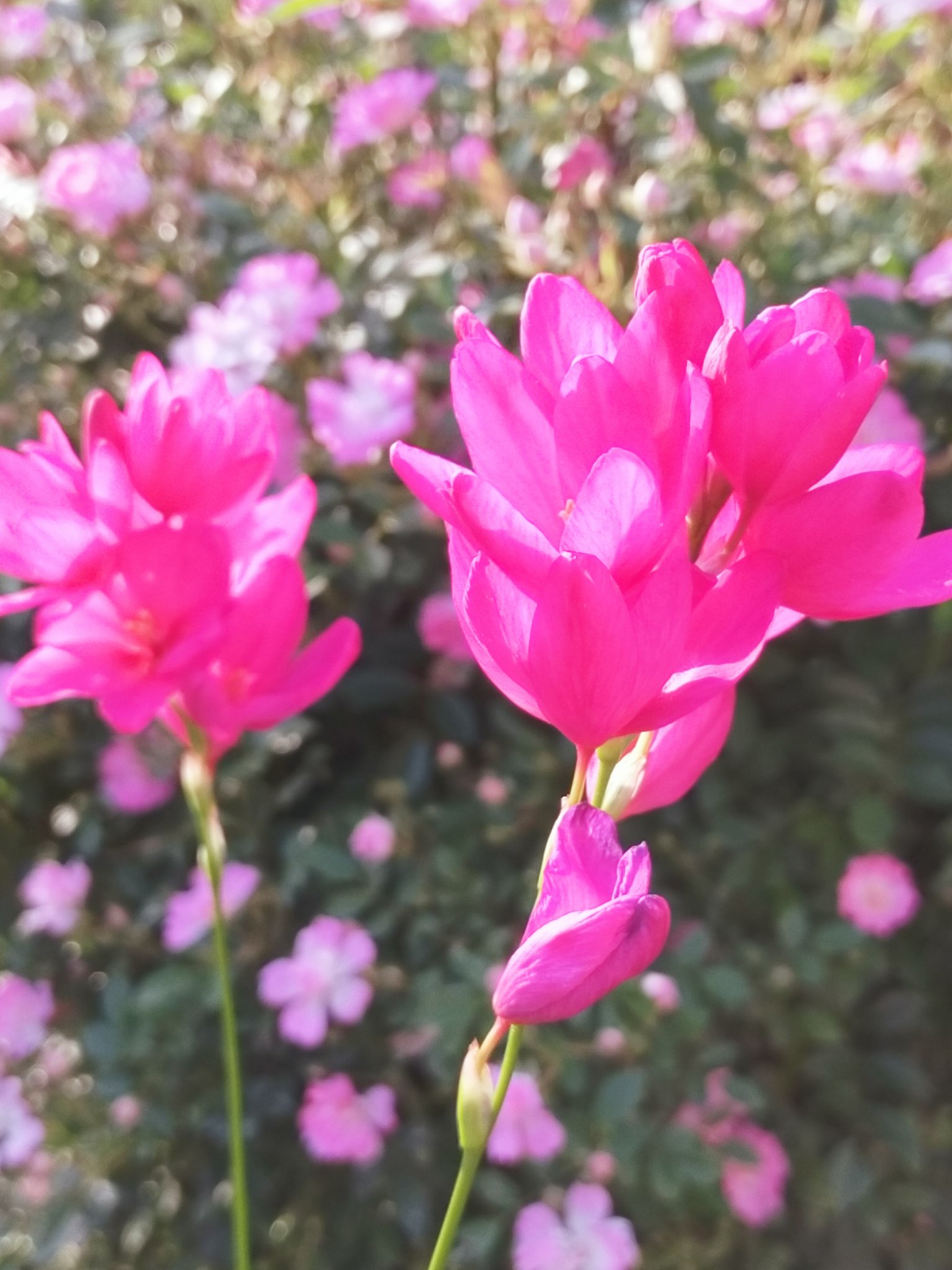 ヴェロヴァ 小さな花 - agedor.ma