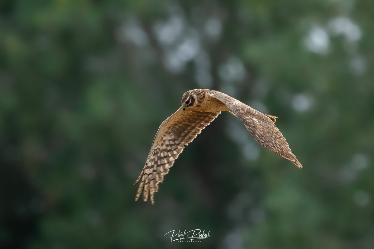 prakash_prejul's tweet photo. Target locked 🔒
Pallid Harrier ( female)
#BirdsSeenIn2023 #BirdsOfTwitter 
#birdsofprey #BirdsOfBahrain #natgeo https://t.co/YUaXq68nui