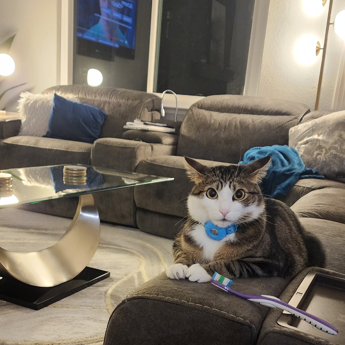 MeowKimchi's tweet photo. PSA toothbrush grooming is the best
#Caturday #Cats https://t.co/PxzhXJohhX