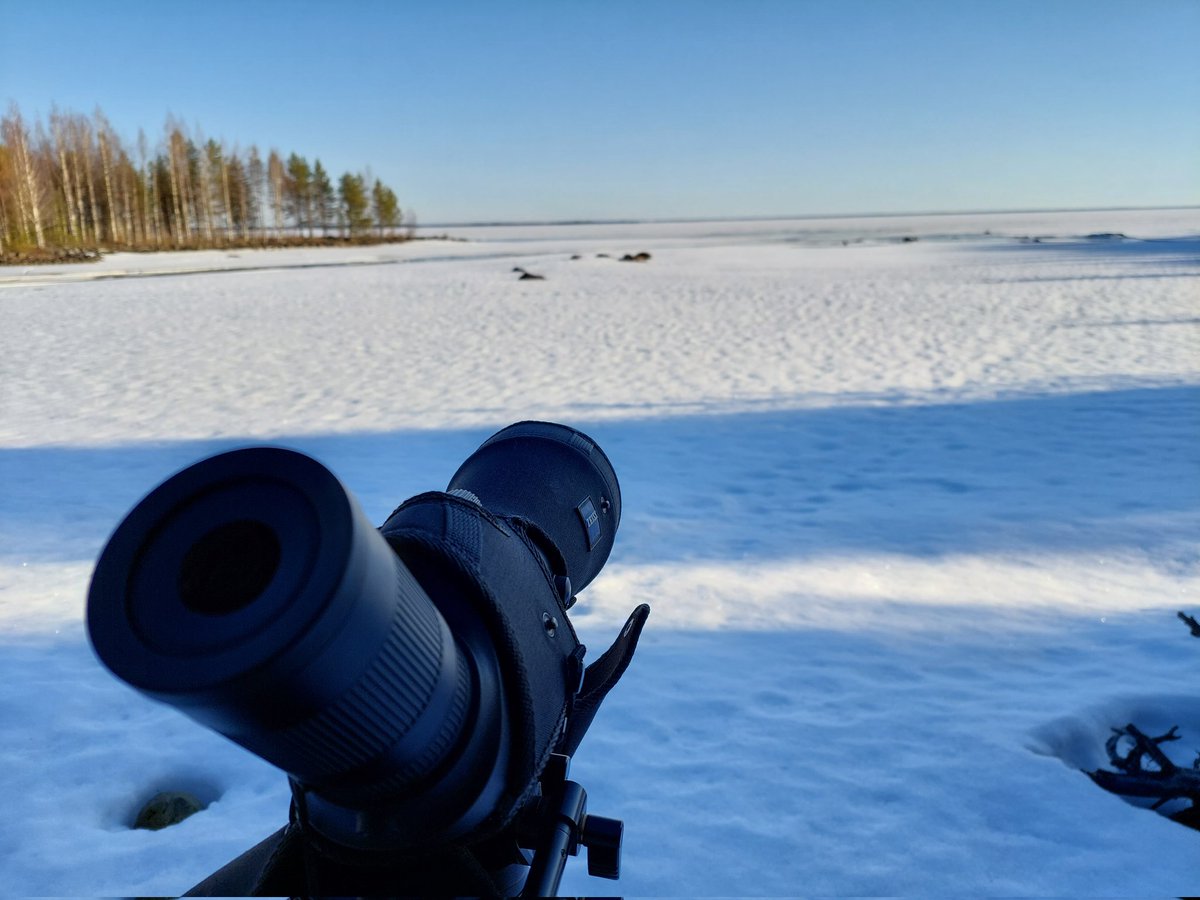 #BongaaPäiväPihalla. Maisema osin luminen paikassa #Oulujärvi. Koossa 33 lajia. Juuri kuului kaakkuri ja minut ohitti 6 metsähanhea. Teeri soi ja laulurastas laulaa.