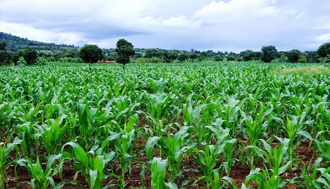 kupal_robinson's tweet image. Agriculture was the nation's main source of employment and income. In 1965, the agricultural sector employed over 70 percent of the labor force. Export cash crops were responsible for 62.2 percent of the young nation's foreign exchange and 66.4 percent of its GDP.