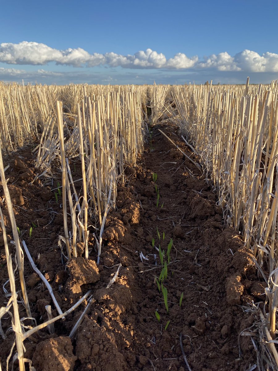 Bec Marshall tweet media