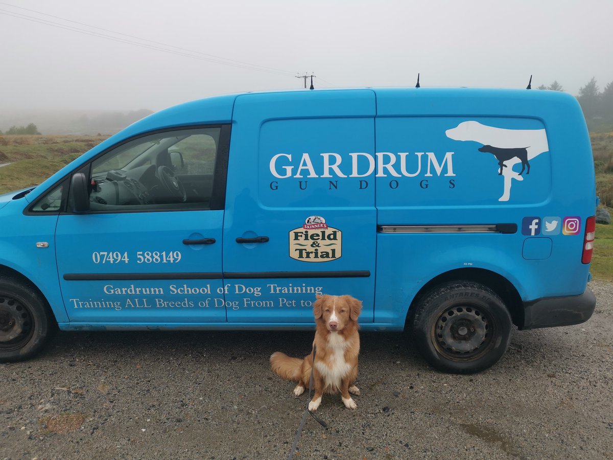 GardrumGsp's tweet photo. Another 1st for us at Gardrum Gundogs. Porthos the #NovaScotiaducktrollingretriver #Plymouth #Devon #Cornwall #dogtraining #dogs #workingdogs #gundogs #gundogtraining #spaniels #labradors #germanshorthairedpointer https://t.co/IGWOS8gpKW