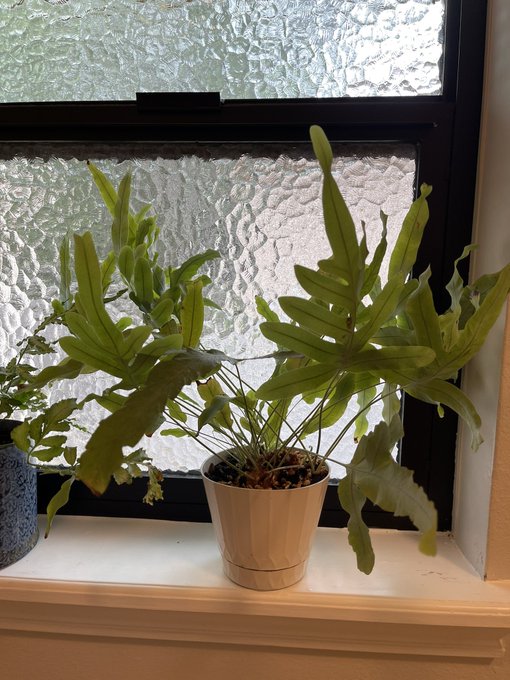 This is my plant Bad Bunny doing so well. It was a gift, and it keeps on giving. Thanks to a thoughtful<a href="/tag/manicure"class="tags"><span>#manicure</span></a><a href="/tag/handfetish"class="tags"><span>#handfetish</span></a><a href="/tag/nailfetish"class="tags"><span>#nailfetish</span></a>